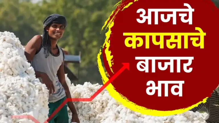 कापूस दरात अखेर ८००० चा टप्पा पार! वर्धा, जालन्यात तेजीचा बार, शेतकऱ्यांच्या नजरा दरवाढीकडे!