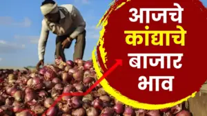 कांदा बाजारात घसरणीचे सत्र सुरूच: सोलापुरात भाव ८५० रुपयांवर, शेतकरी हवालदिल!