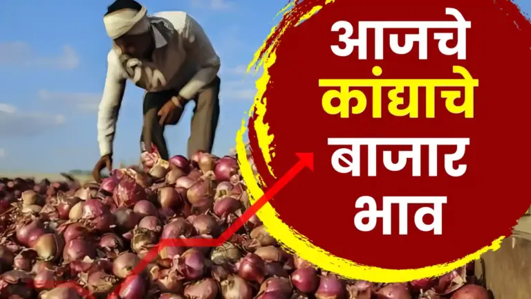 कांदा बाजारात घसरणीचे सत्र सुरूच: सोलापुरात भाव ८५० रुपयांवर, शेतकरी हवालदिल!