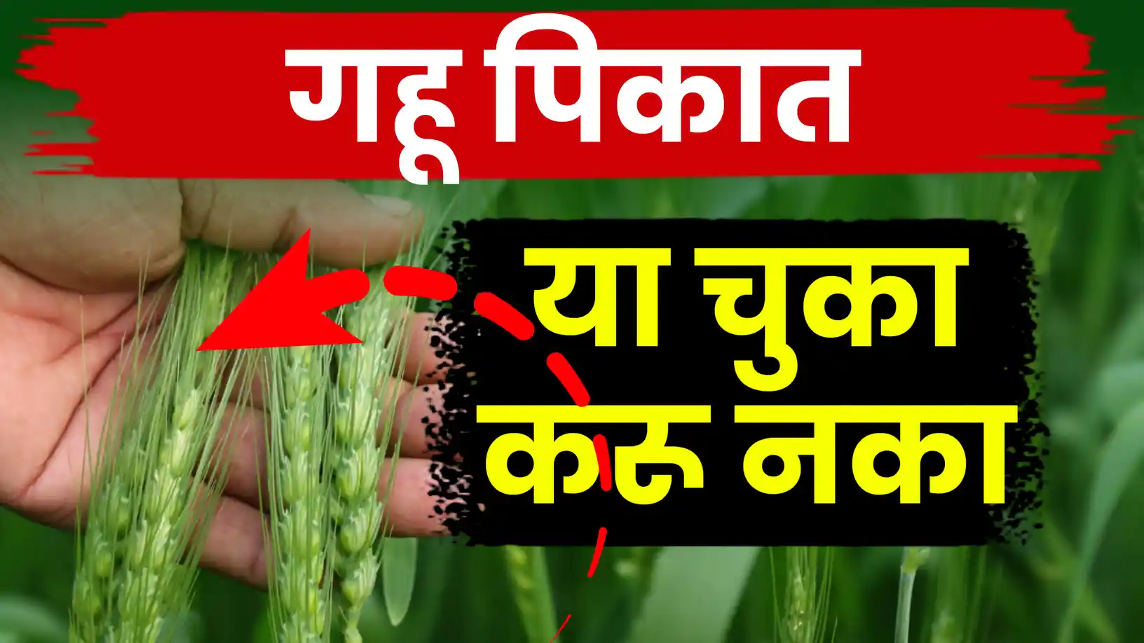 गव्हाच्या पेरणीमध्ये 'आडवी-उभी' पद्धत टाळा