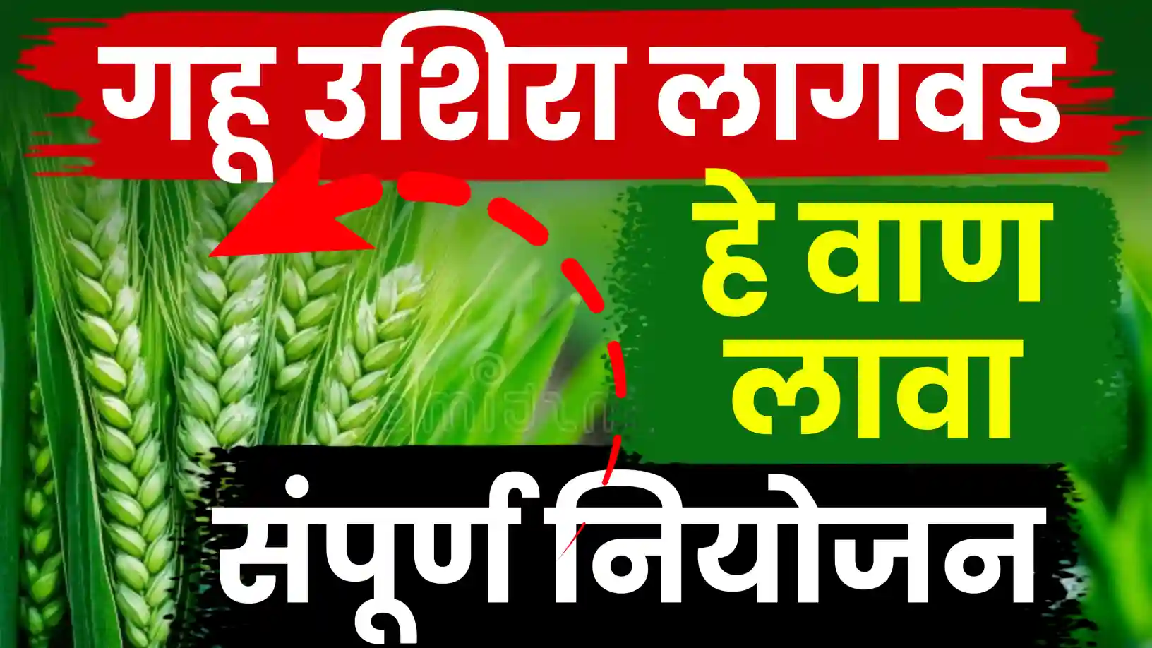 उशिरा गहू पेरणीचे सुधारित तंत्रज्ञान