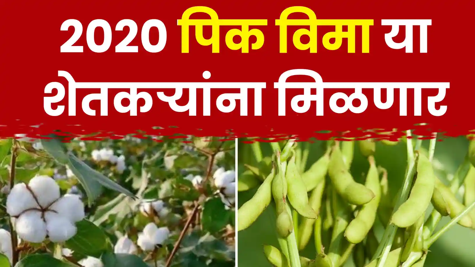 पिकविम्याचे २२० कोटी रुपये अखेर मिळणार