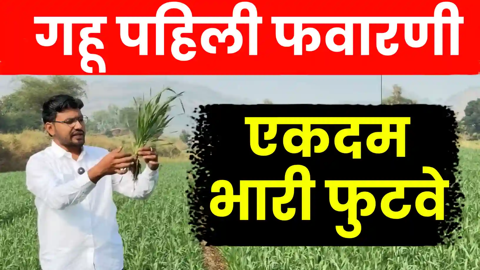 गहू पिकासाठी पहिली फवारणी