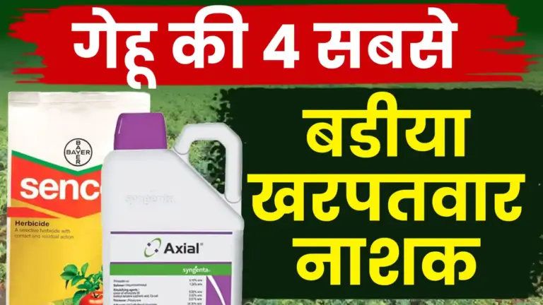 गेहूं की टॉप 4 खरपतवार नाशक दवाइयाँ: खरपतवार नियंत्रण से पाएं बेहतर उपज