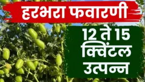 हरभऱ्याचे उत्पादन १२ ते १५ क्विंटलपर्यंत मिळवण्यासाठी असे करा नियोजन!