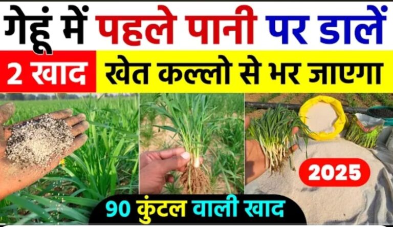 गेहूं की फसल में पहला पानी पर डाले ये 2 खाद, खेत कल्लो से भर जायेगा
